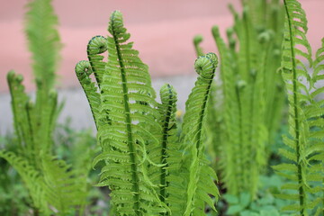 Beautyful ferns leaves green foliage natural floral fern background in sunlight. close up