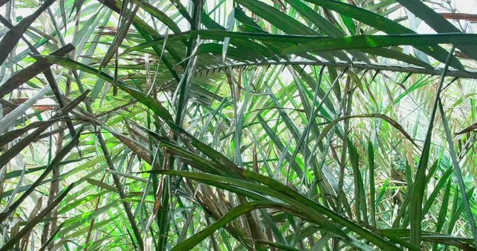 Salak plantation(Salacca zalacca), green vegetation background, palms and jungle