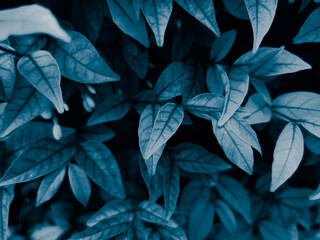 Beautiful abstract color gray and blue flowers on dark background and dark graphic white flower frame and blue leaves texture, blue background, colorful graphics banner