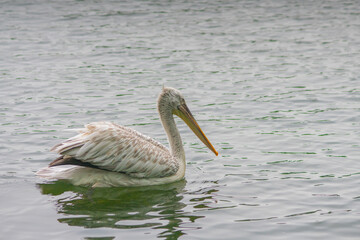 A pelican swimming in a lake.