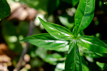 fresh Thai herbal medicine herbs organic plant leaves Andrographis paniculata
