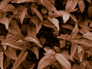 Beautiful abstract color brown and yellow flowers on dark background and orange flower frame and brown leaves texture, brown background, orange and gold love banner, white isolated background 