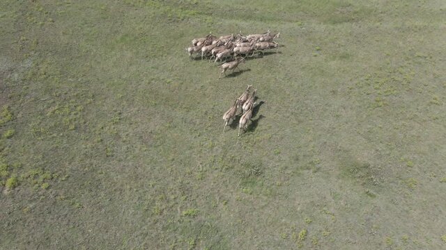 Aerial view on the herd of kulans goes in the stepe. Rewilding Europe in Ukraine released herd of Asiatic wild ass (Equus hemionus kulan) for acclimatization in quarantine zone of Tarutino steppe