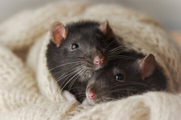 rats in a blanket