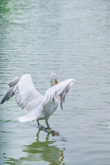 A pelican standing on a stick floating in a lake.