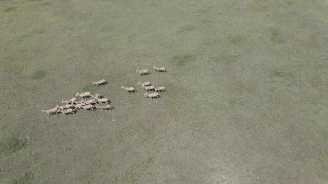 Aerial view on the herd of kulans runs in the stepe. Rewilding Europe in Ukraine released herd of Asiatic wild ass (Equus hemionus kulan) for acclimatization in quarantine zone of Tarutino steppe