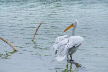 A pelican standing on a stick floating in a lake.