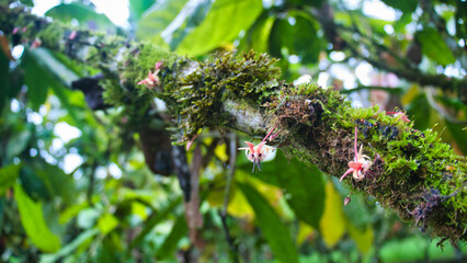 Pink Moss on the Tree Branch