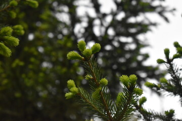 Little green fir on a cloudy day