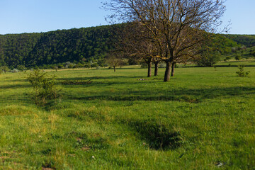 A group of the green tree in the green field with the clear sky in spring time.