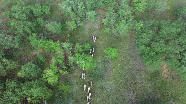 Aerial view on the herd of kulans runs in the woodcut. Rewilding Europe in Ukraine released herd of Asiatic wild ass (Equus hemionus kulan) for acclimatization in quarantine zone of Tarutino steppe