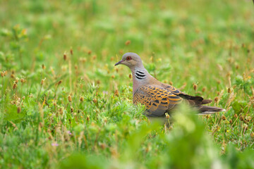 European Turtle-Dove - Streptopelia turtur bird