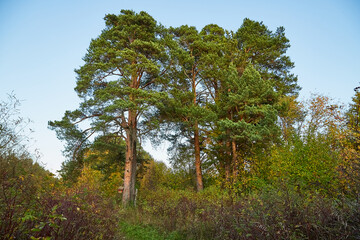 Landscape with forest and high trees in it in summer or autumn day.