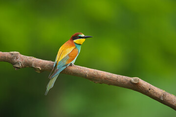 European Bee-Eater - Merops Apiaster on a branch , exotic colorful migratory bird