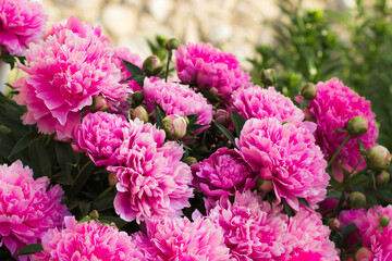 peonies in the garden