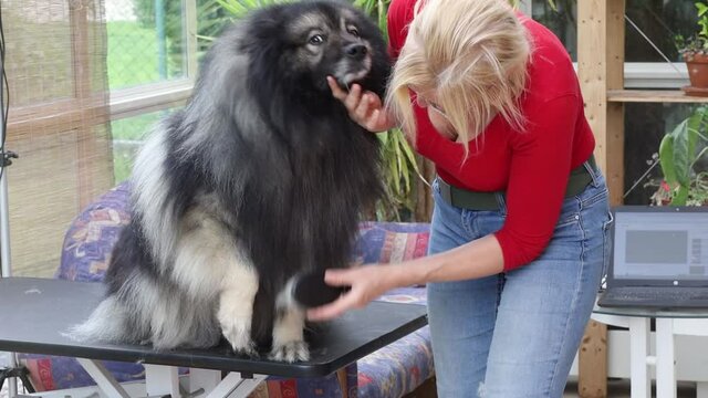 Trimming of Wolf Spitz Dog by professional groomer woman.