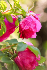 bright pink flower on a Sunny day