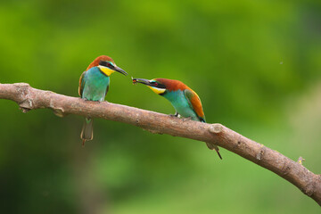 European Bee-Eater - Merops Apiaster on a branch , exotic colorful migratory bird