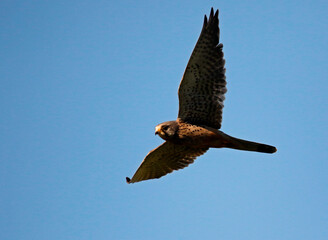 Kestrel on the wing looking for prey