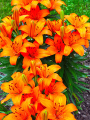 orange Lily blooms beautifully in a flower bed in the garden
