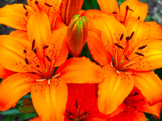 orange Lily blooms beautifully in a flower bed in the garden