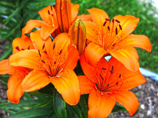 Fototapeta premium orange Lily blooms beautifully in a flower bed in the garden