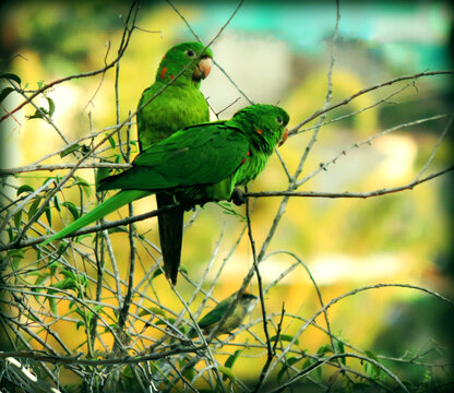Casal de Maritacas (maitaca, baitaca, cocota, humait&aacute;, mait&aacute;, s&ocirc;ia, suia, caturrita)