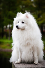 White furry Japanese Pomeranian sits in the Park