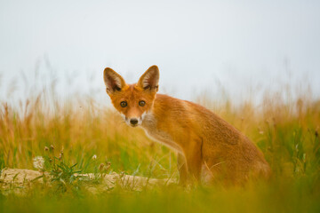 Naklejka na ściany i meble Young Red fox , Vulpes Vulpes on meadow