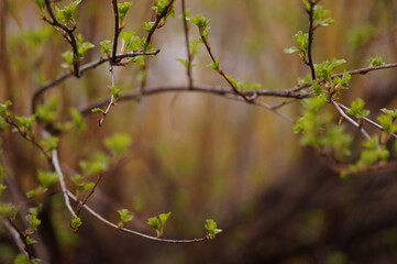 green leaves in spring