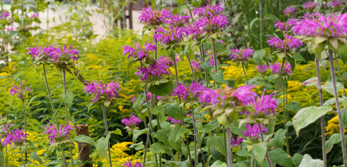 (Monarda fistulosa) Massif ornemental de monardes fistuleuses ou bergamotes roses sur de hautes...
