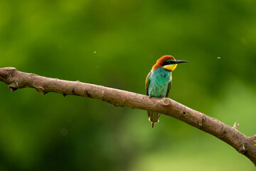 European Bee-Eater - Merops Apiaster on a branch , exotic colorful migratory bird