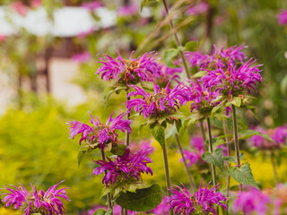 Monarda fistulosa | Monarde fistuleuse ou bergamote aux grappes de fleurs rosées et parfumées au...