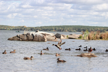 flock of ducks on the lake