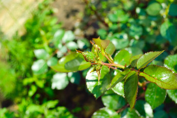 close-up - rose bush with young green leaves with an unblown bud, covered with aphids, pests