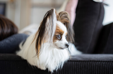 犬種パピオンが家のソファに寝ながら外を眺める様子