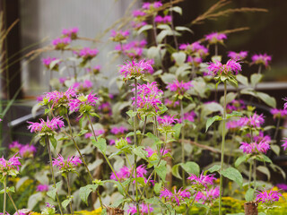 (Monarda fistulosa) Massif ornemental de monardes fistuleuses ou bergamotes roses sur de hautes...