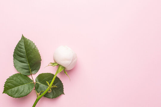 White roses on pastel pink background with copyspace.Holiday and love item