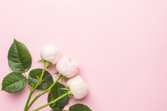 White roses on pastel pink background with copyspace.Holiday and love item - Powered by Adobe