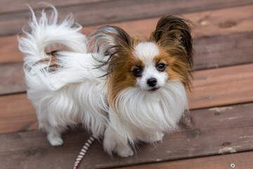 犬の「パピヨン」が散歩中にデッキから主人を眺めている様子
