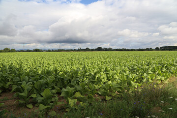 Fototapeta na wymiar Green tobacco plants on a field in Germany