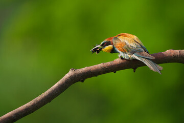 European Bee-Eater - Merops Apiaster on a branch , exotic colorful migratory bird