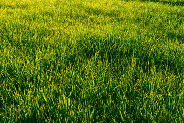 Obraz na płótnie Canvas green grass illuminated by the sun. natural background