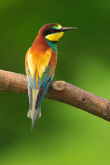 European Bee-Eater - Merops Apiaster on a branch , exotic colorful migratory bird