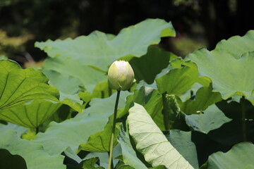 ピンクの蓮の蕾