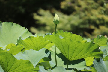 ピンクの蓮の蕾