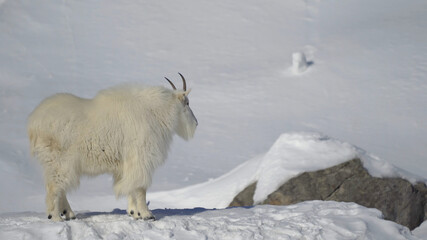 goat in snow