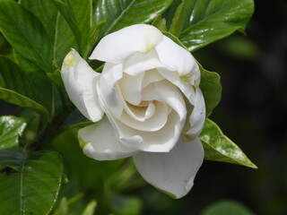 薔薇