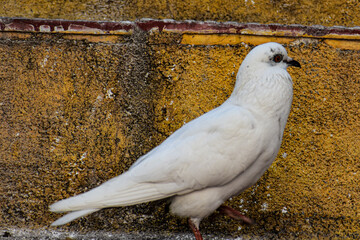 close up of a white dove
