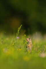 European ground squirrel - Spermophilus citellus - in the grass
